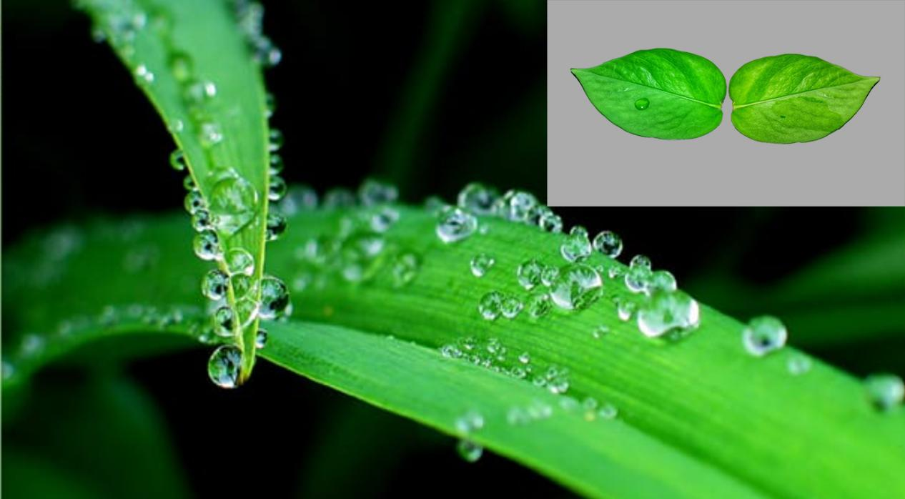 ¿Qué es el tensioactivo herbicida? 